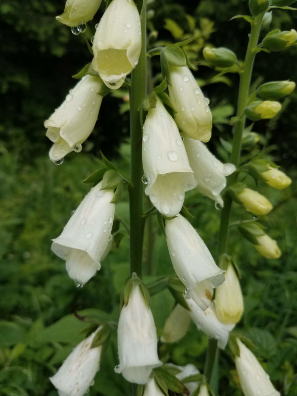 A white foxglove with raindrops on the flowers
