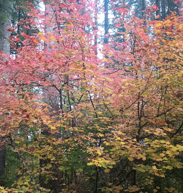 A vine maple in violent reds and yellows under a canopy of firs