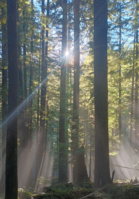 Sun rays filtered through a wintry forest