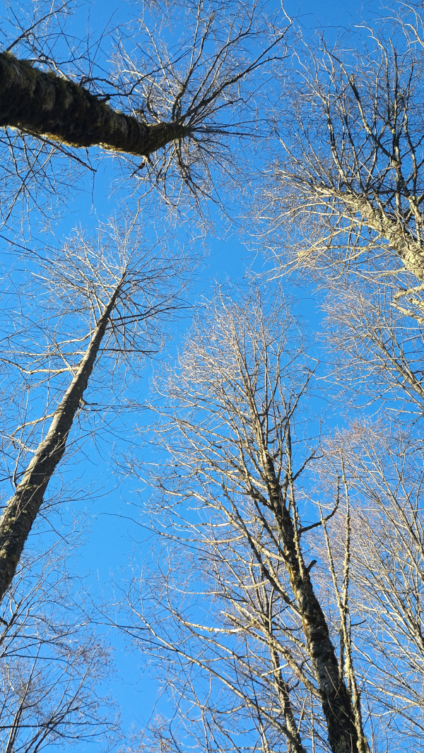 Looking up at four tall trees with bare branches against a blue sky