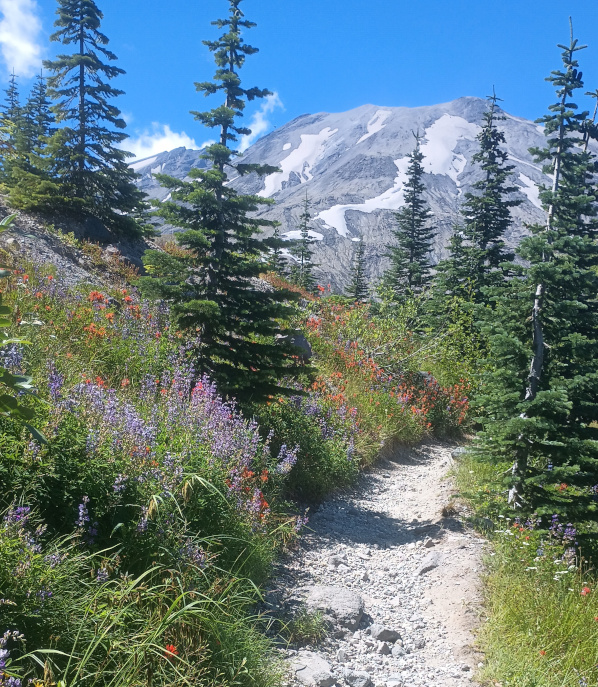 Loowit trail wildflowers