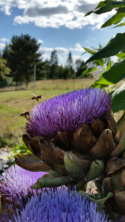 Artichoke Flower and Bee